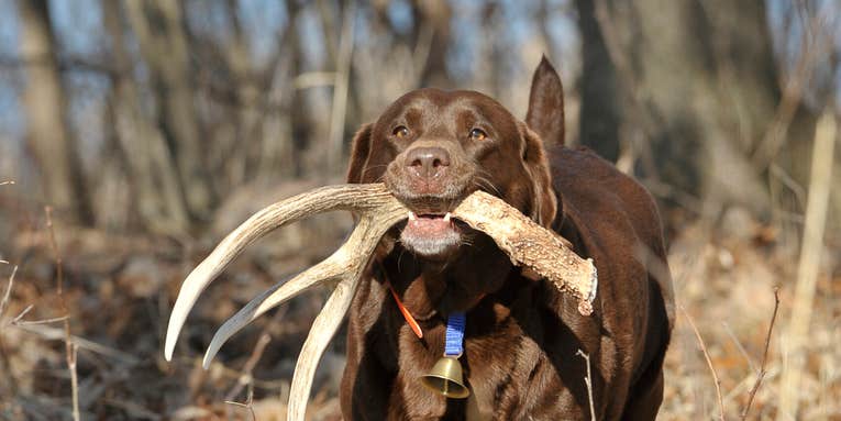 Teach Your Dog To Find Sheds