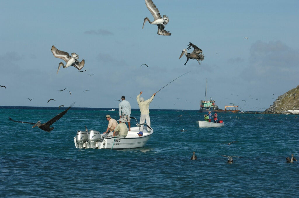 Last October, as an angler cast to tarpon with a Gummy Minnow fly, these brown pelicans were looking for easy food. The tarpon and birds had come for the same reason: a school of millions of bigeye anchovies. "It looks like that fisherman was fending off the birds," says photographer Barry Beck, "but he was just casting. They weren't that close." But pelicans can cause problems: Once Beck saw an angler hook one accidentally, and when the man tried to free his fly, the bird bit his nose and wouldn't let go.<br />
<strong>Location</strong>: Los Roques archipelago, Venezuela<br />
<strong>Issue</strong>: May 2009
