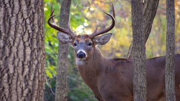 How Close is the Rut? Here Are Six Ways to Tell
