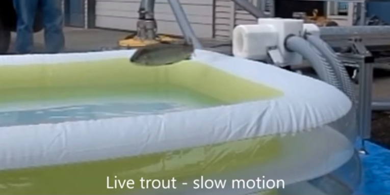 Video: Transporting Live Trout and Salmon by “Fish Vacuum”