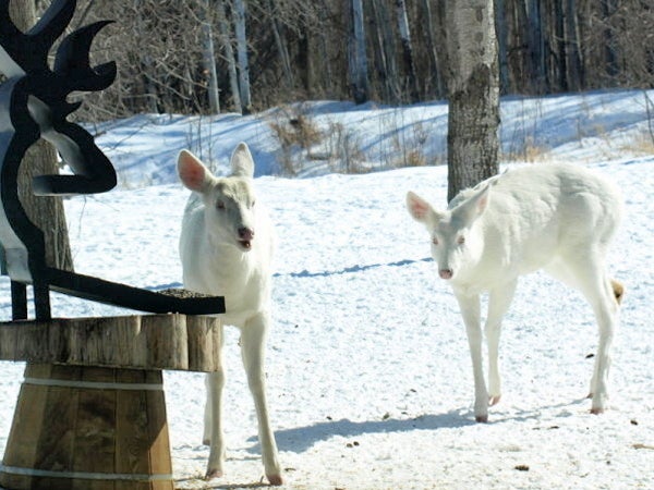 I have been feeding these twin albino whitetails in my backyard since they were fawns back in 2006. If you would like to see more of the twin albinos, you can go to my TV link; http://kstp.com/article/stories/S348404.shtml?cat=1&amp;v;=1 The twins are only 25 feet from my patio door so the film crew got some great footage!