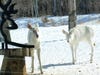 I have been feeding these twin albino whitetails in my backyard since they were fawns back in 2006. If you would like to see more of the twin albinos, you can go to my TV link; http://kstp.com/article/stories/S348404.shtml?cat=1&amp;v;=1 The twins are only 25 feet from my patio door so the film crew got some great footage!