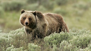 Steven Rinella Op-Ed in the NYT: The Problem with Protecting Grizzly Bears