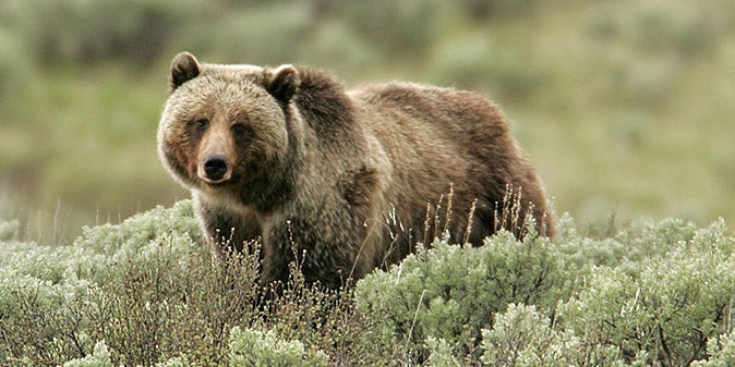 Steven Rinella Op-Ed in the NYT: The Problem with Protecting Grizzly Bears