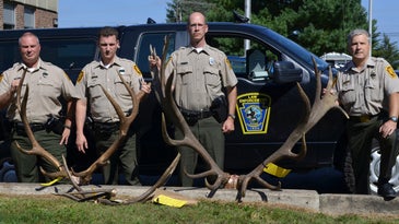 Poacher Who Killed One of Largest Elk in PA History Will Go to Jail