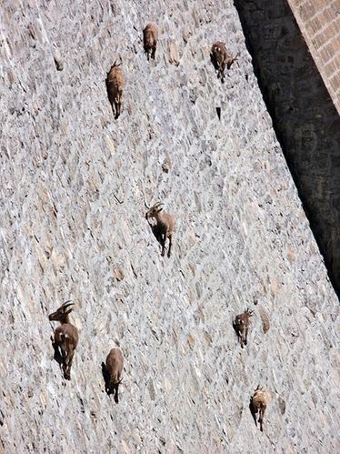 <strong>Dam Sheep</strong><br />
Bighorn sheep cling to the sheer face of the Buffalo Bill Dam in Cody, Wyoming. If you can't imagine why sheep would do such a thing, you've never been to Cody on a Saturday night. True or false?