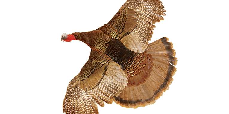 Six Tips to Get Your Turkey Ready for the Taxidermist