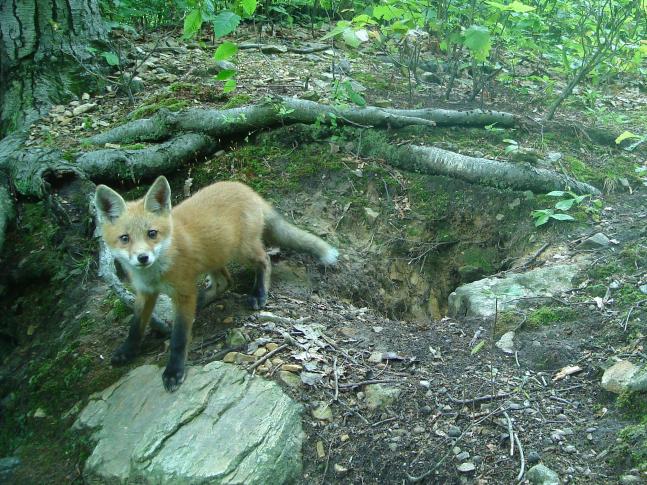 Found this fox den when I saw a pup sunning midday...came back with a cam and got some cool pics for a week, then they moved out.