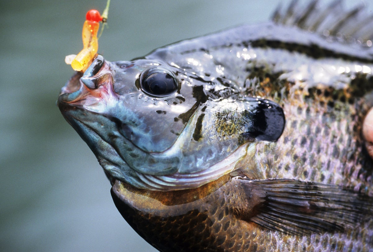 Spring Tactics for Big Bluegill from Field and Stream's John Merwin