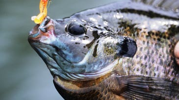 Spring Tactics for Big Bluegill from Field and Stream’s John Merwin