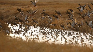 How to Find Duck Honey Holes After Opening Day