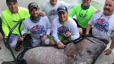Florida Man Spears 409-Pound Grouper