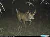buck caught on trail camera