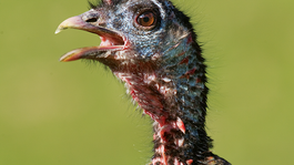 Learn Turkey Calling Tips and Sounds From 3 Experts