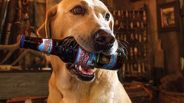 dog fetching beer
