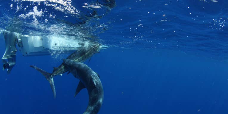 Exclusive Underwater Shots: Aussie Photog Captures Giant Mako Biting Tail Off Marlin in Mid-Release