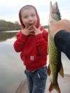 My 4 year old and I were fishing a local pond when a nice pikerel took off with his mealworm, after giving it his best I helped him finish landing the fish.