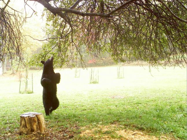 This bear decided to dance in the rain while trying to get apples out of the tree.