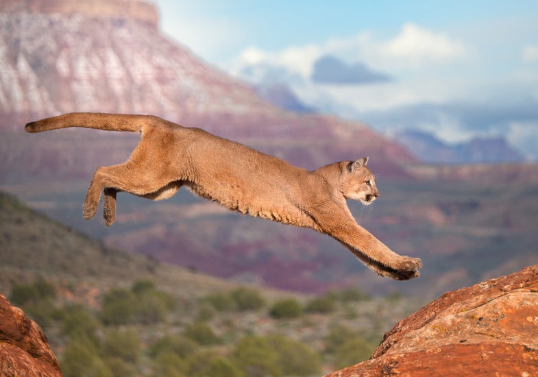 <em>A cougar leaps from rock to rock in Red Rock, Utah.</em>