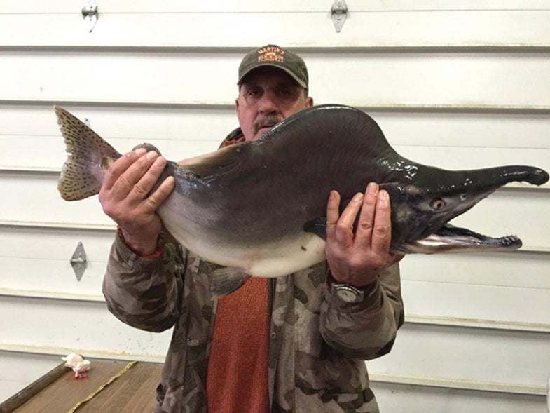 Robert Dubar with his record-breaking, 13-pound, 10.6-ounce pink salmon caught on the Kenai River, courtesy of <a href="http://www.adfg.alaska.gov/">Alaska Department of Fish and Game</a>.