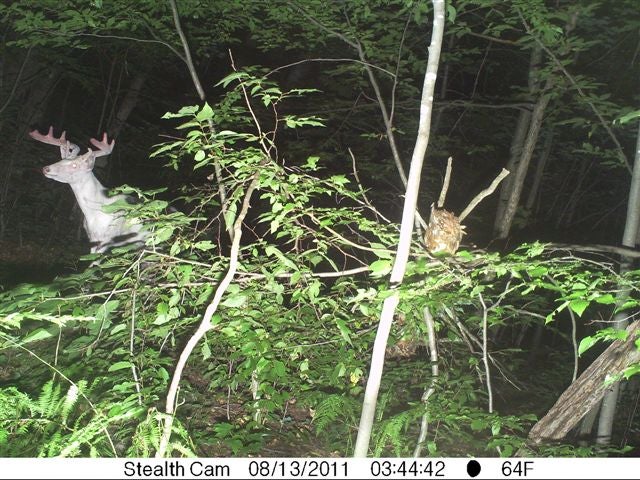 After the bears messed with my trail cam it took 5 pictures of this albino buck that we know to be at least 6 1/2 years old. Nice to know he is still around. We do have other pictures of him when he was younger and his rack was in better shape.