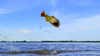 a golden dorado jumping out of the waters of the parana river