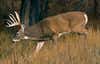 big whitetail buck photos
