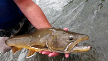 More Salmon, Bull Trout Moving Through Upper Elwha River, Hinting at Recovery
