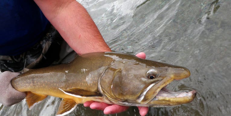 More Salmon, Bull Trout Moving Through Upper Elwha River, Hinting at Recovery