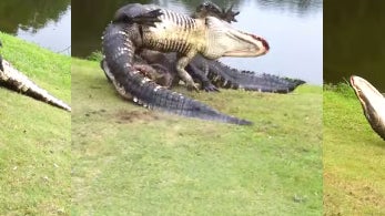 Video: Teed Off Gators Fight on Florida Golf Course