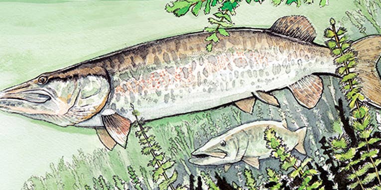 Five Tips for Hitting Muskies on the Fly
