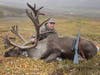 A nice fat caribou that my friend got this fall.