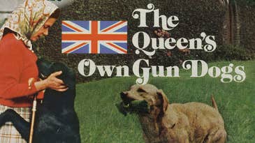 The Gun Dogs of Queen Elizabeth II