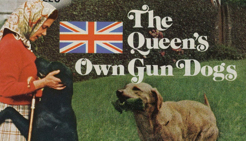 field and streams queens own gun dogs collage