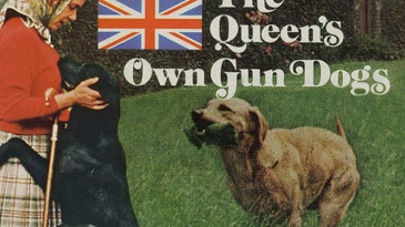 F&S Classics: The Queen’s Own Gun Dogs