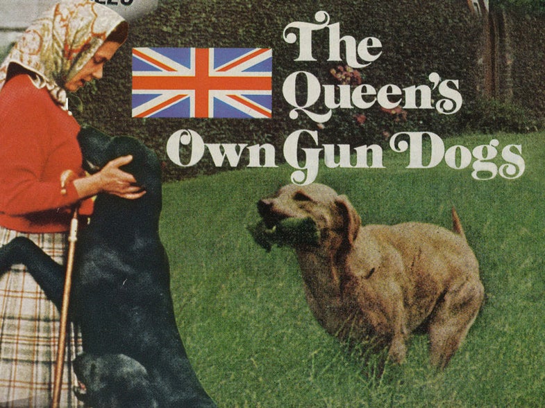 field and streams queens own gun dogs collage