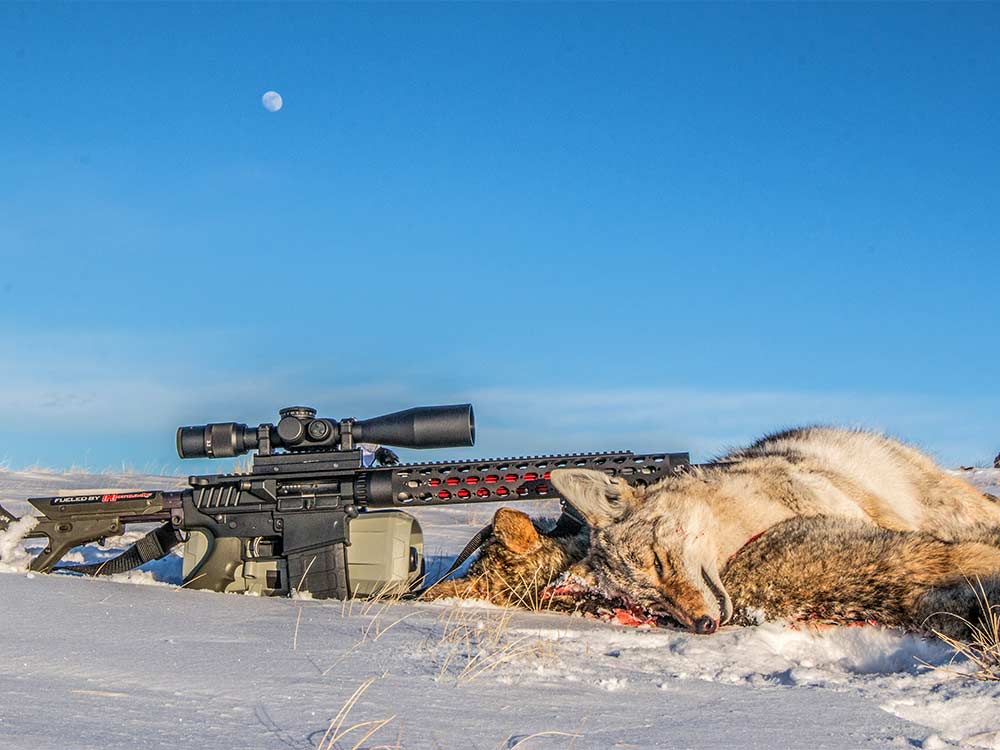 coyote hunting in snow