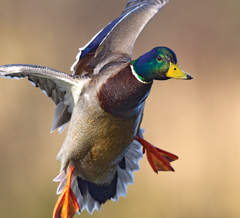 duck hunting basics,