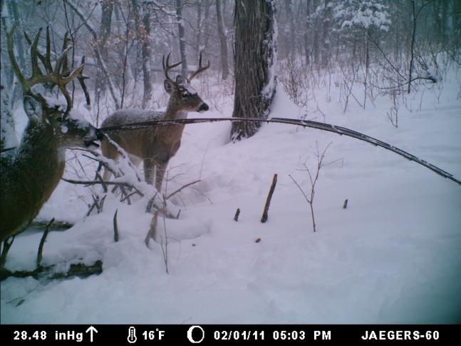 Pic is after snow storm. I set up a shed trap in hopes of bucks losing antlers and this drop tine buck showed up.