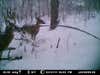 Pic is after snow storm. I set up a shed trap in hopes of bucks losing antlers and this drop tine buck showed up.
