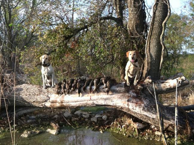 First morning of the 2011 Texas duck season. Dixie and Cutter retrieved their limit of birds and happily posed on the log from which we hunted.
