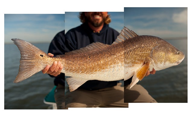 Travis shows us a prime example of why the Biloxi marsh is known for trophy redfish at this time of the year. We guessed that this fish weighed almost forty pounds; it was the biggest one we saw during our stay.