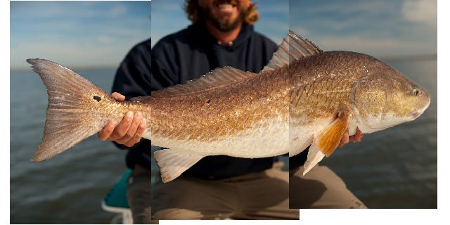 Louisiana’s Redfish Culture is Running Out of Marsh