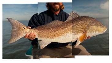 Louisiana's Redfish Culture is Running Out of Marsh