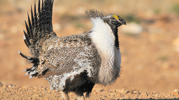 Sage Grouse Decision a Big Win for Sportsmen—And It’s Not Just About the Bird