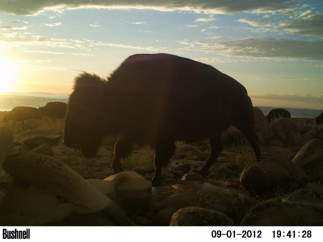 This picture was taken as part of the Antelope Island bison herd was walking on the beach in the sunset. Love the lighting in this picture