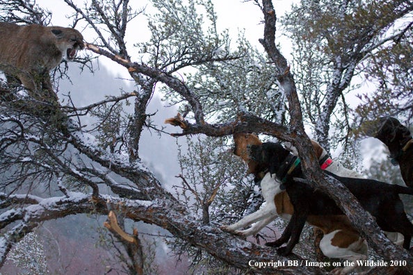 Flop, the youngest Walker hound of four, takes the lead while the pack keeps a mountain lion at bay 12 feet up in a mountain mahogany tree last January. The hounds spent a long, snowy day training Flop to follow the cat's scent and stay with the pack. Houndsmen Kevin Parker and Steve Sorensen wanted Flop to learn not to chase other animals. "The three older dogs are well-trained hunters and Flop's buddies," says photographer Becky Blankenship. "I watched her become a part of their team." This particular cat was too young to take, and the pursuit was only for training purposes. "When we leashed the dogs up, that was one happy cat," says Blankenship. "He was probably a little wiser for that day." <strong>Location:</strong> Logan Canyon, Northern Utah<br />
<strong>Issue:</strong> August, 2010<br />
<em>Photo by Becky Blankenship</em>