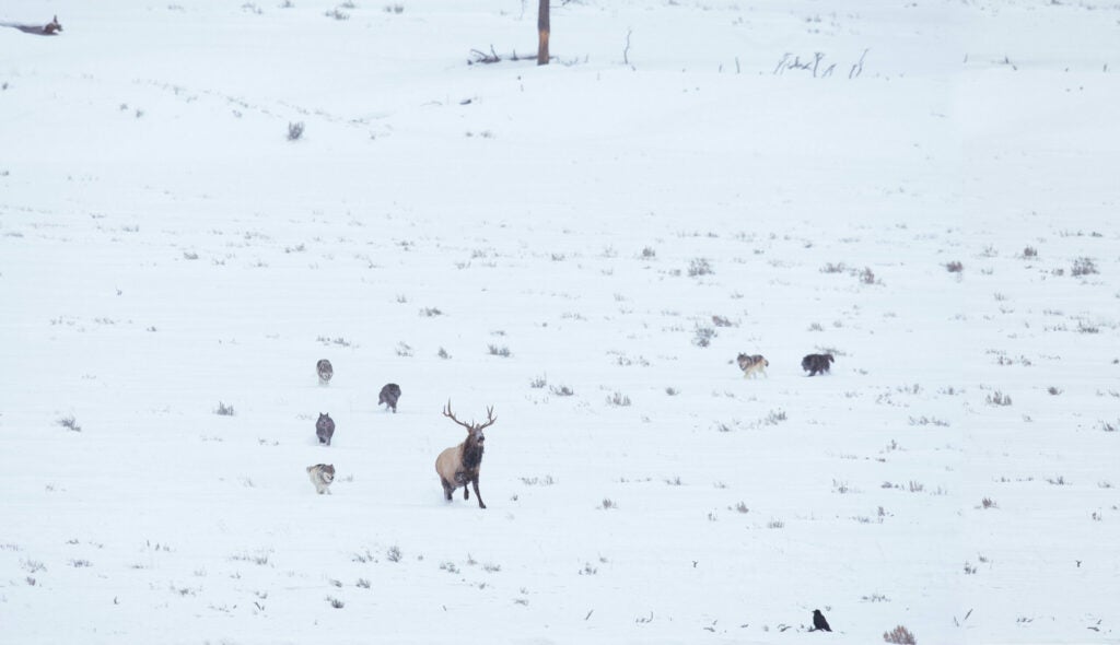 For several hours, this bull elk staved off 16 wolves in the Lamar Valley in January. Don Jones found the bull already in the water at sunrise with several juvenile wolves on the bank. "It was 20 below," Jones remembers. "The wolves would get tired and bed on the bluff, the bull would march to the timber, and then they'd chase him right back to the river." That cycle repeated four times, the wolves hesitant to get wet. Eventually the bull headed into the trees and didn't return. "They followed him and I thought they'd kill him--but they didn't. We found the same pack with a different kill the next day." <strong>Location:</strong> Yellowstone National Park, Wyoming<br />
<strong>Issue:</strong> November 2008