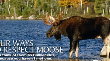 Four Ways to Respect Moose