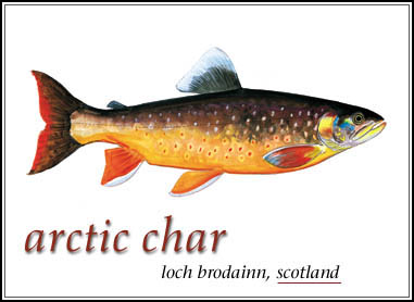 Arctic Char - Lock Brodainn, Scotland<br />
Izaak Walton mentions this char in The Compleat Angler (1653): "There is a fish that they in Lancashire boast very much of, called a char...I do not know whether it make the angler sport, yet I would have you take notice of it, because it is a rarity, and of so high esteem with persons of great note.